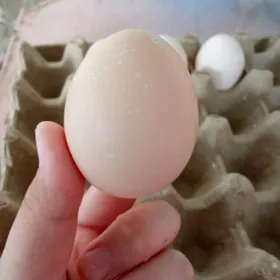 BRAMA TOWUKLARYN ÝUMURTGASY