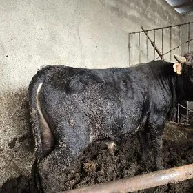 öküz okuz  gowy bakylan 2 sany