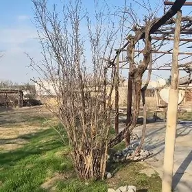 Бекрова Bekrowe 9 sotok