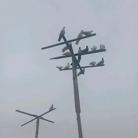 Продаются голуби