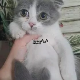 Шотландские котята hov^-^