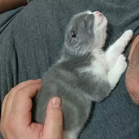 Шотландские котята