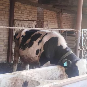 Arassa Golsteyn Okuz