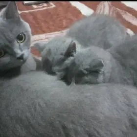 котята британцы