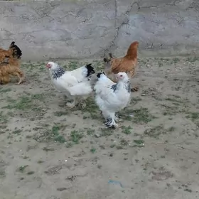 Brama paliwi we ak cil