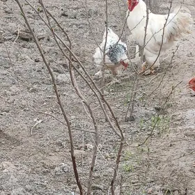 брома 1 пора