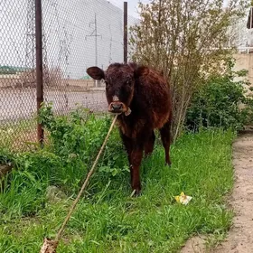 Tūwe göle 5-6  ÿaş