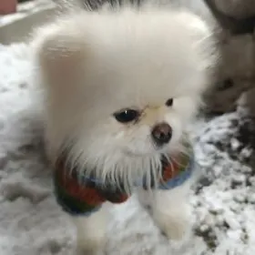 померанский шпиц