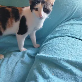 Девочка трехцветная