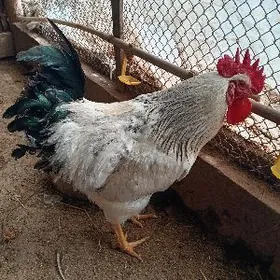 Яйца на инкубатор