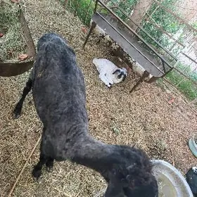 гузулы гоюн