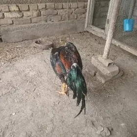 ХОРАЗ БЕДЕНЕ