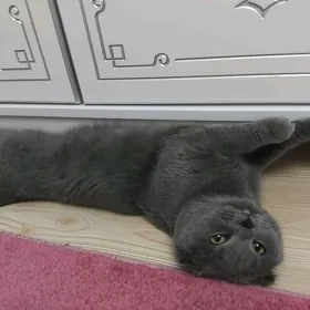 Шотландский вислоухий мальчик