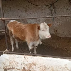 флекви окузче