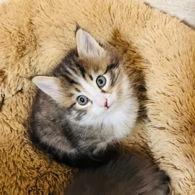 Pişikler kiçi arassa