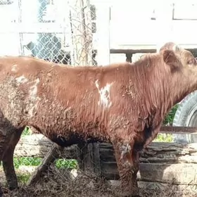 öküz sygyr tuwe 7bas