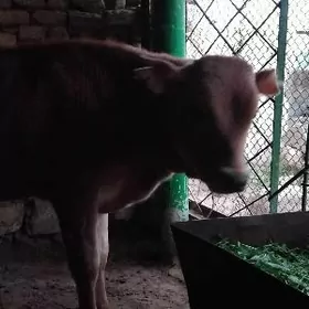 SATLIK OKÜZ ȘWES ARASSA