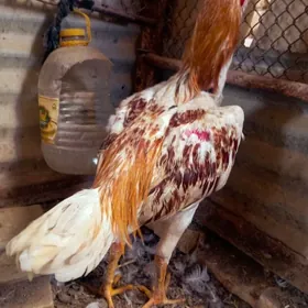 bayes horaz satlyk maki satyld