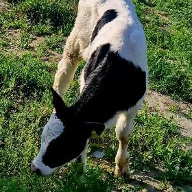 Gole Galesdeyin arginal