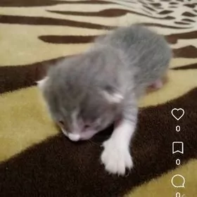 продам вислоухий котенок