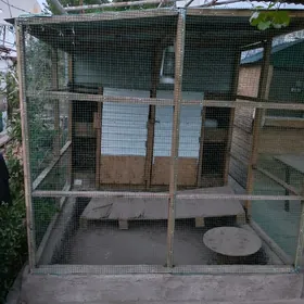 Товук кетек