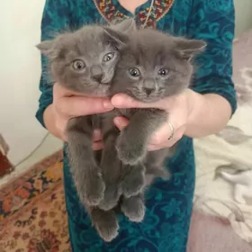 продаются котики