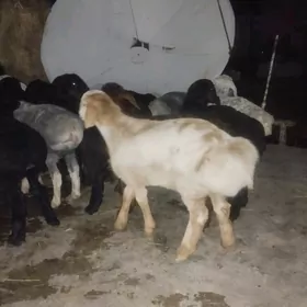 Arginal.gissar guzylar