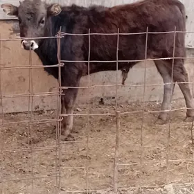 arginal şwes öküz