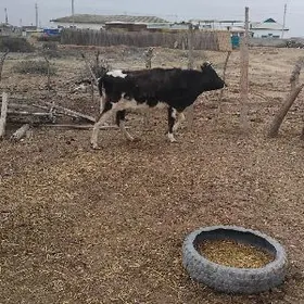 sygyr bogaz ardanaly