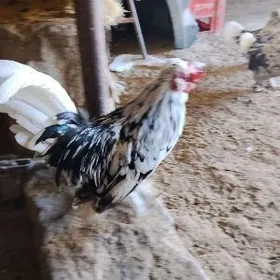 карлик хороз таввук