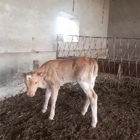 Göle gulajyn emdirmeli