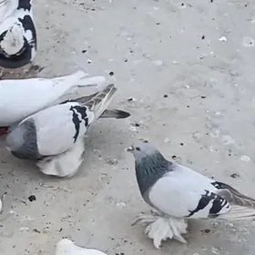 kepderi, голуби