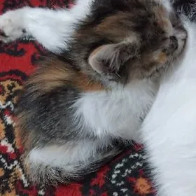 Отдам в хорошие руки котят