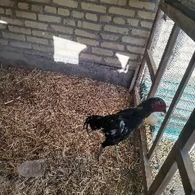 baysy horaz samo 100%