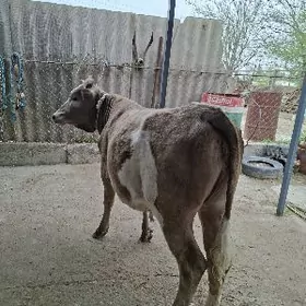 swis simental gibrid tuwe