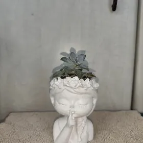 суккуленты