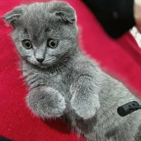 шатлански весдаушко