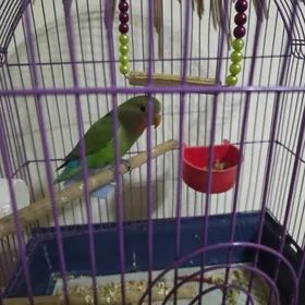 неразлучник,nerazluçnik