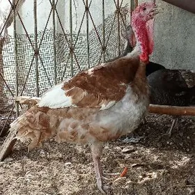 индук хораз