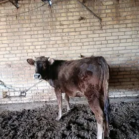 арасса шивет унаджын