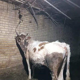 симентал богаз унаджын