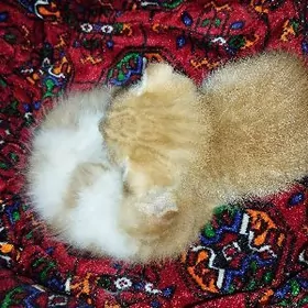 Шотландская вислоушка