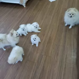 померанский шпиц