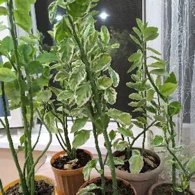 Домашние цветы