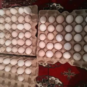 Balgar Towuk yumurtga