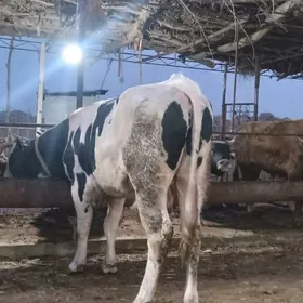 голштейн окуз