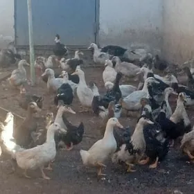 гак-гак ордеклер