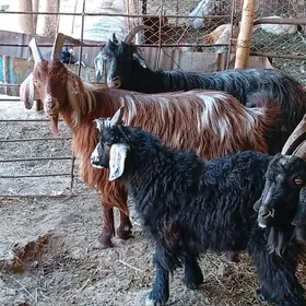 bogaz we gysyr geciler