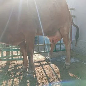 голели сыгыр