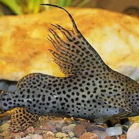 Синодонтис перевёртыш